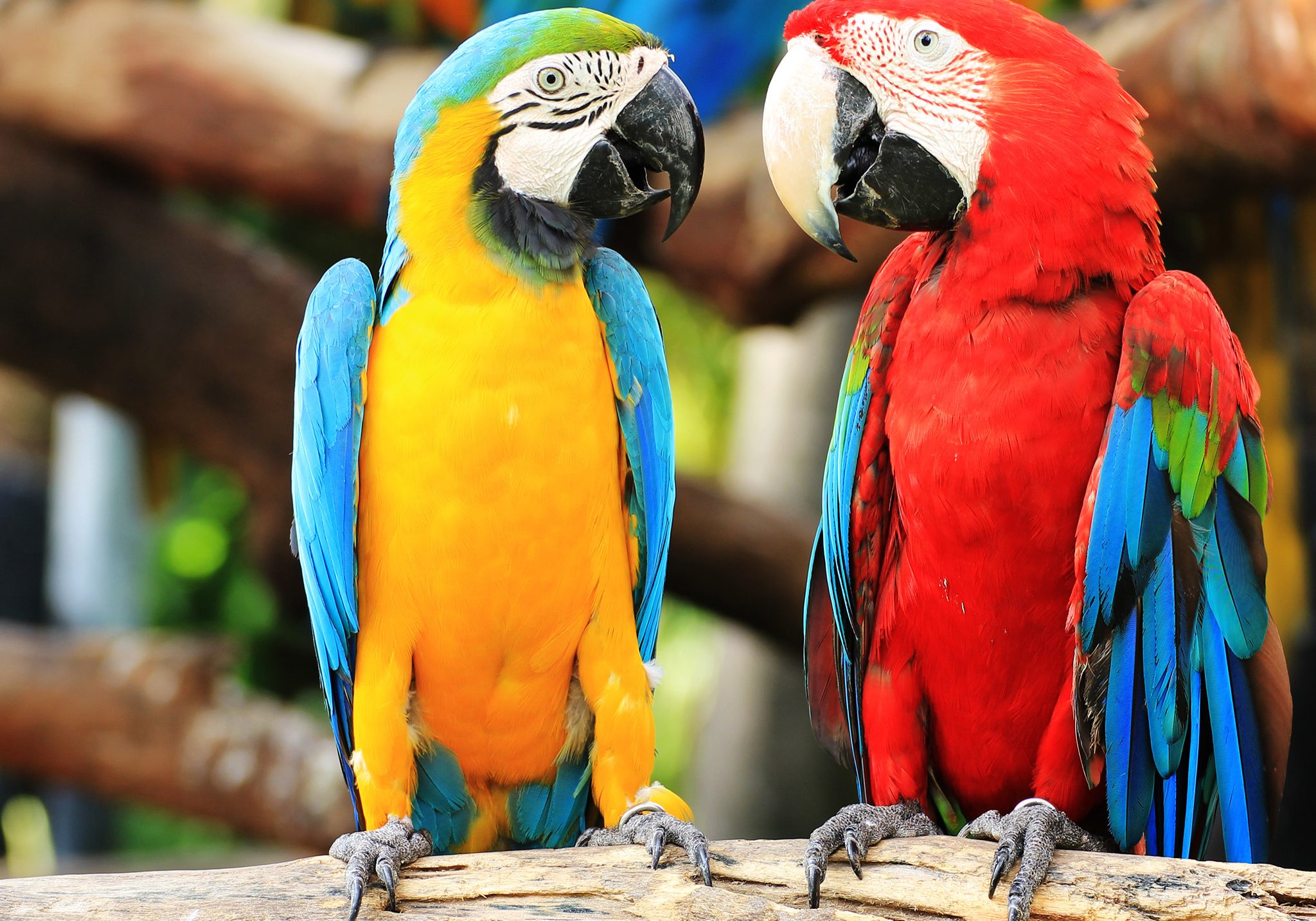 multi coloured parrots