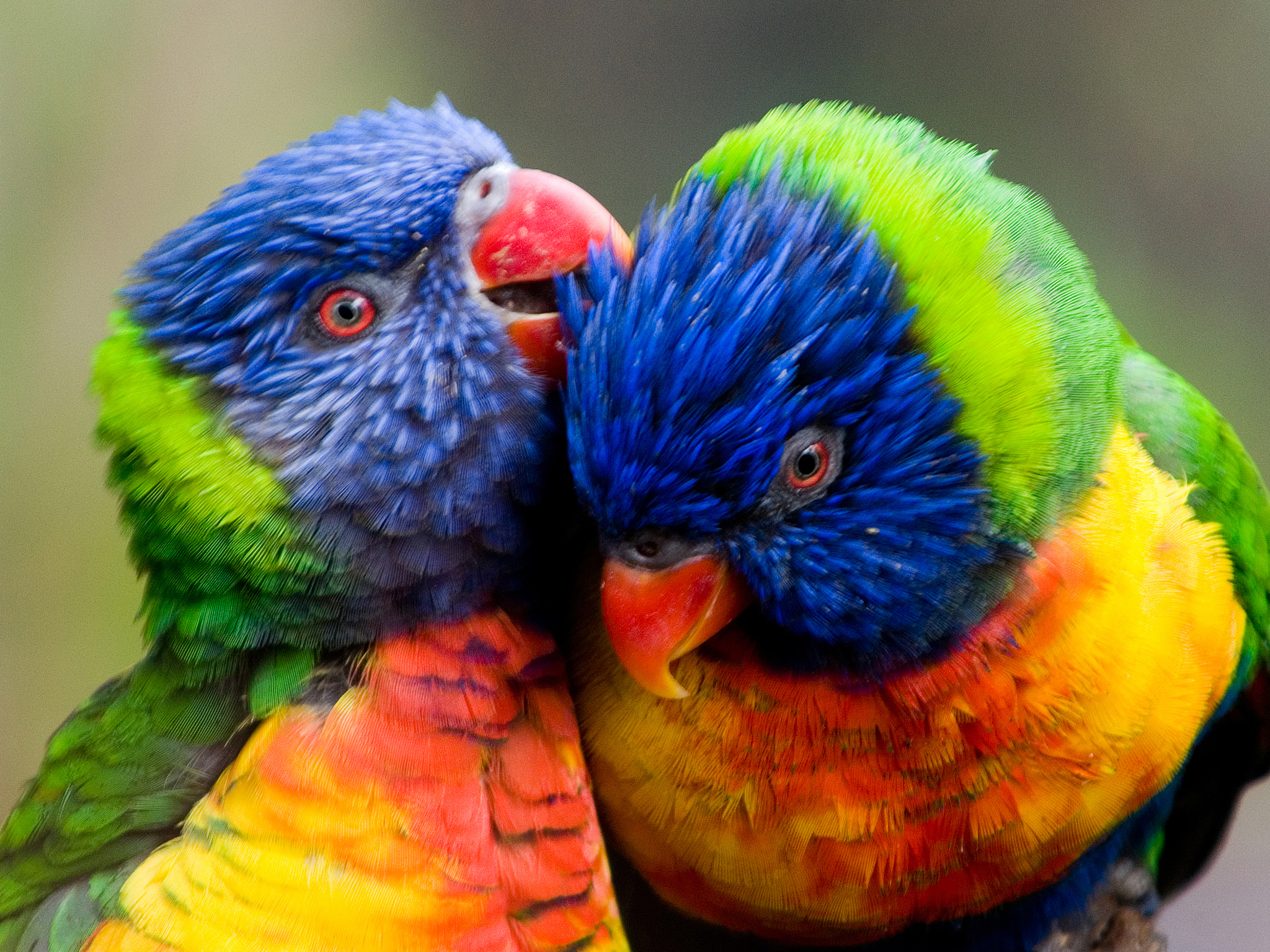 2 multi coloured parrots