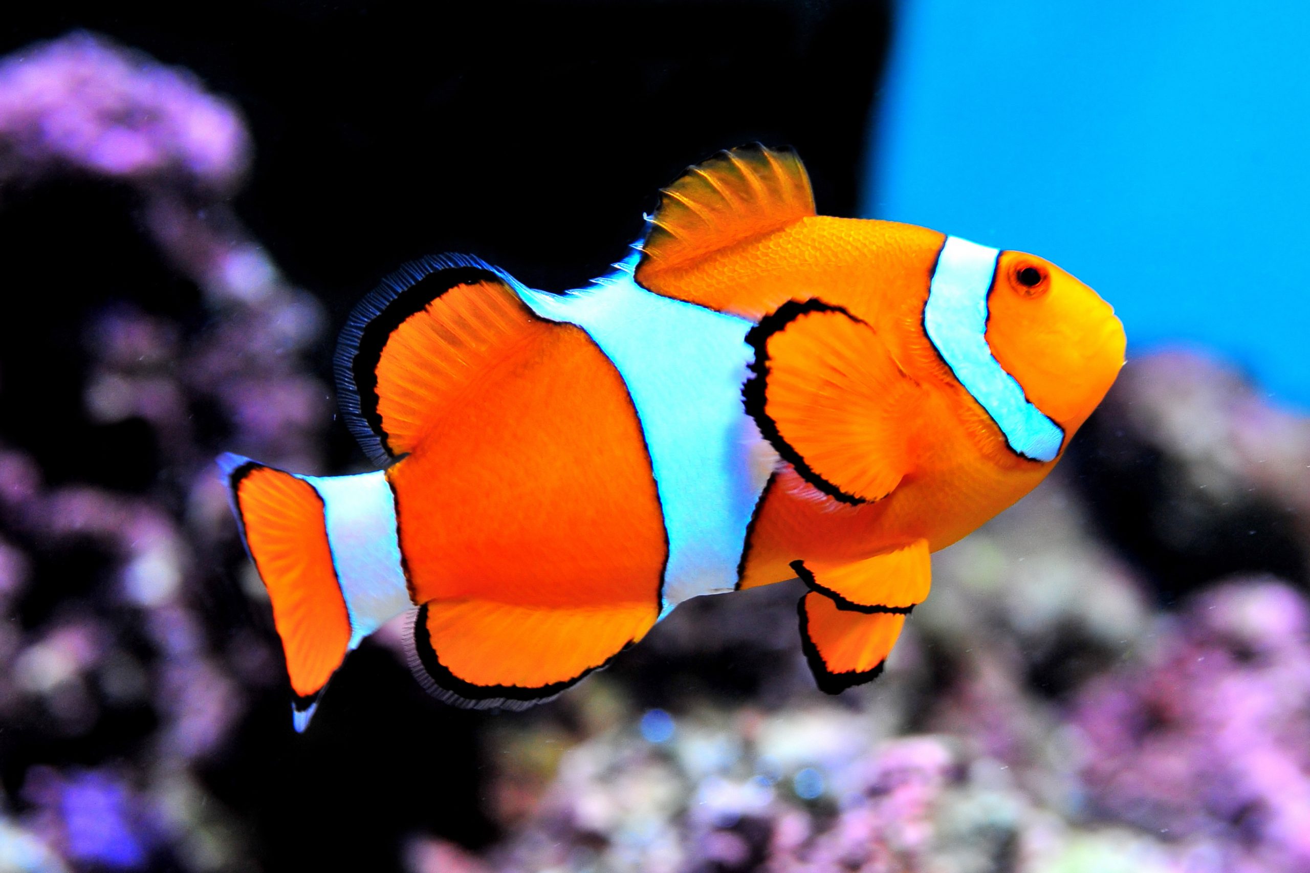 clown fish 2