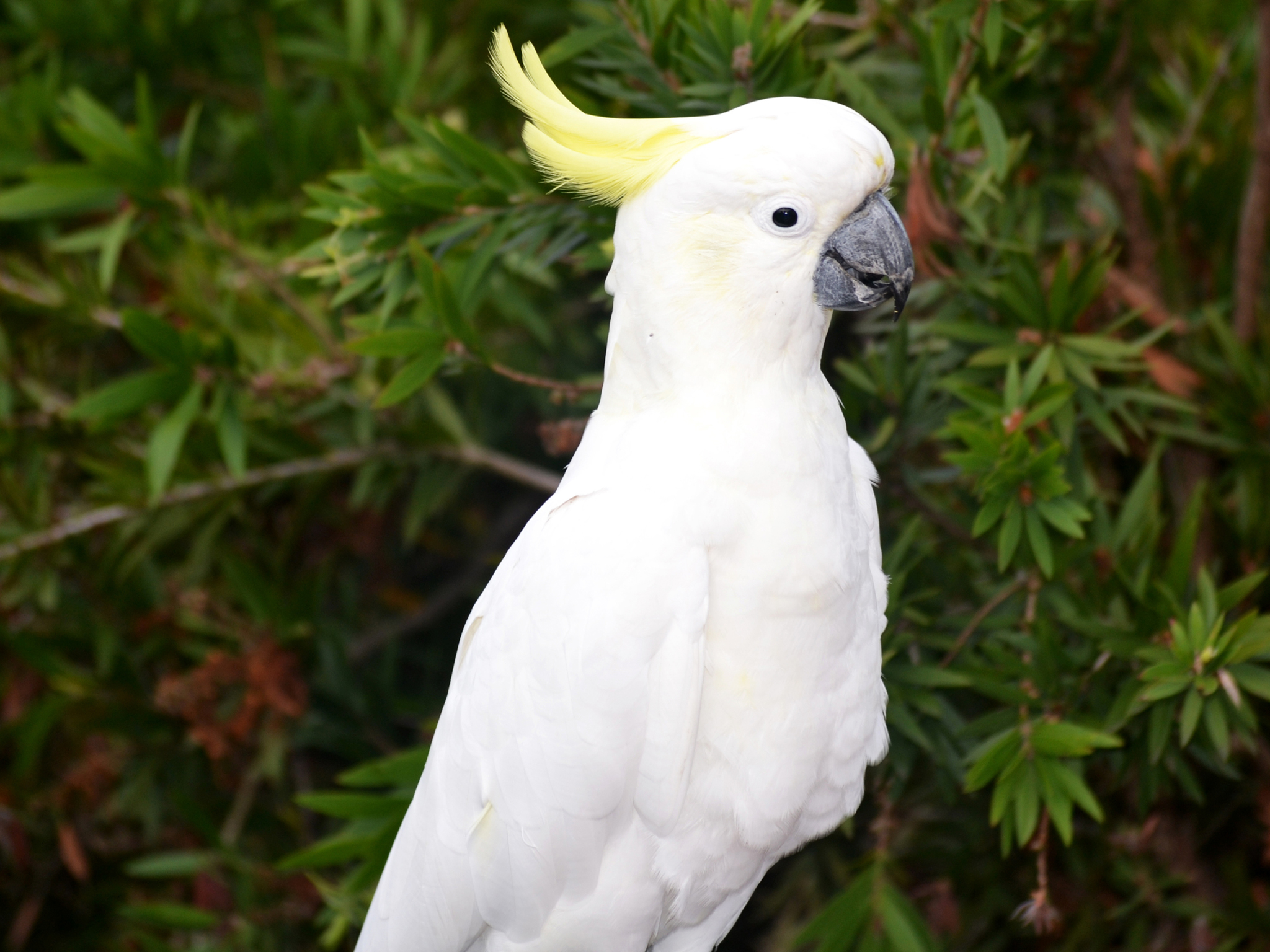A white cockatoo