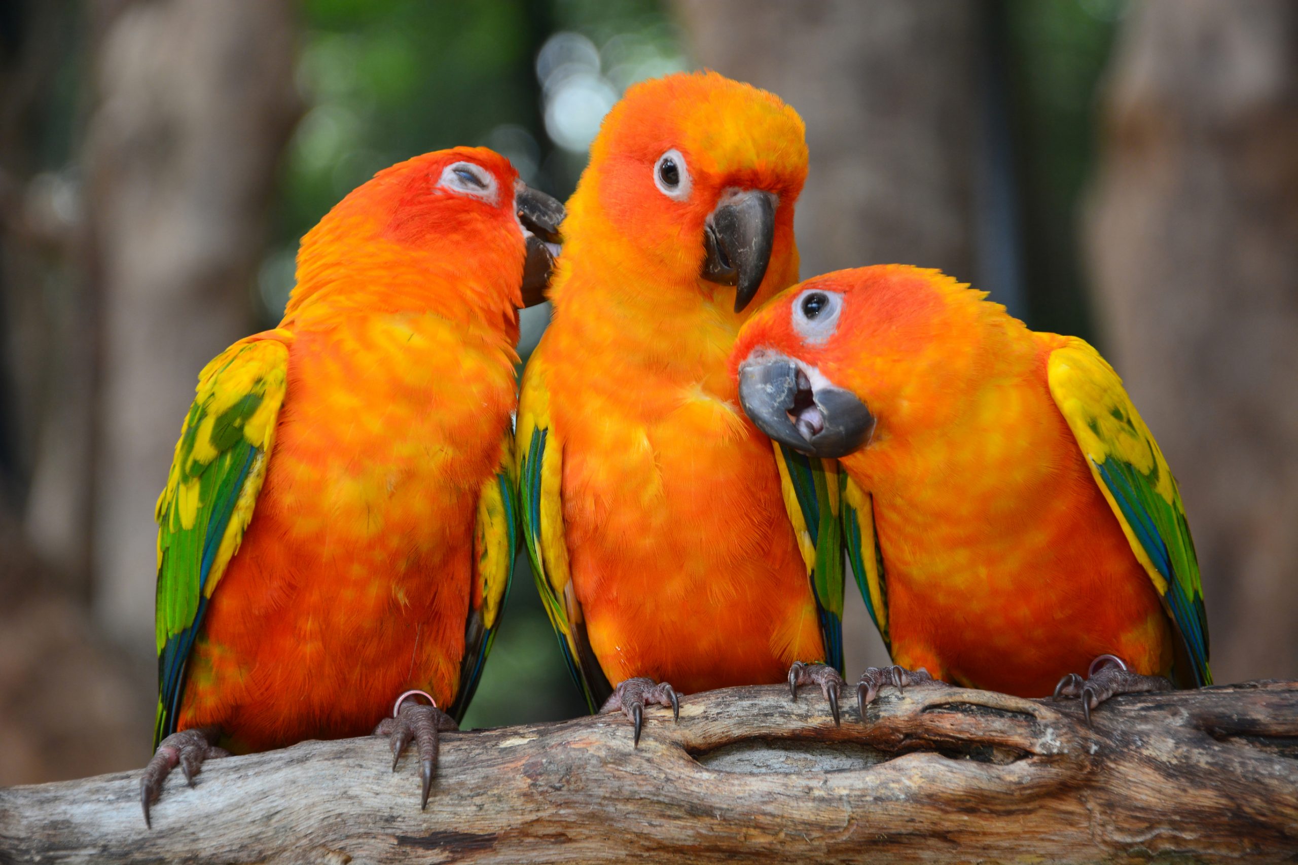 3 birds of paradise
