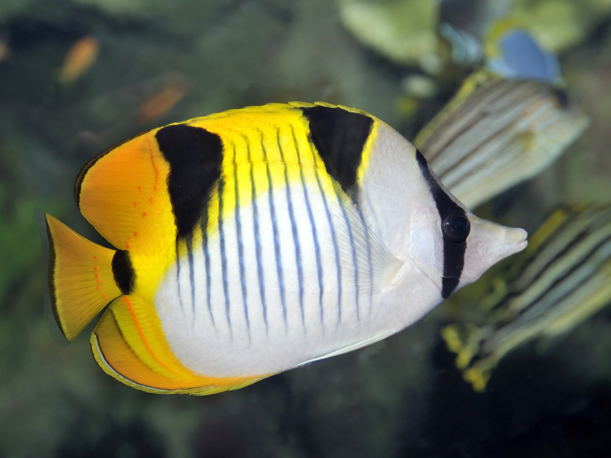 white, yellow and black tropical fish
